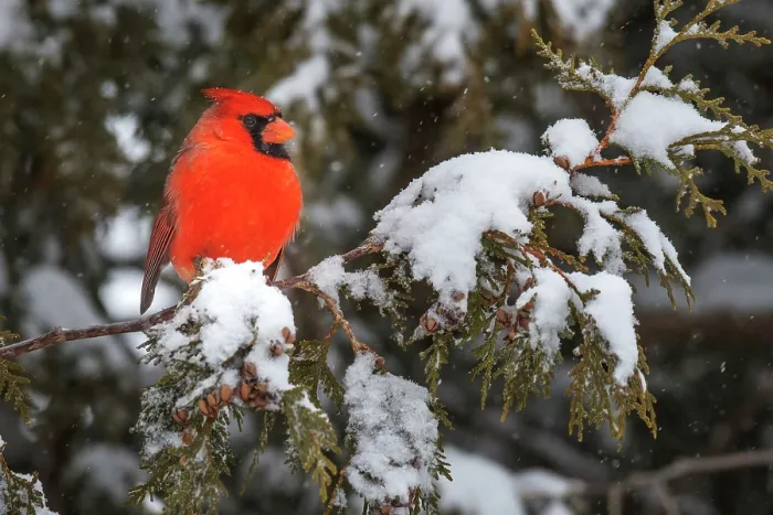 Framed Print : Northern Cardinal (Cardinalis cardinalis) male in winter, Thornton, Ontario, Canada