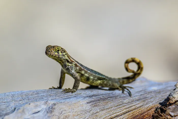 Framed Print : Northern Curly-tailed Lizard (Leiocephalus carinatus), Barefoot Beach- East End, Grand Cayman, Cayman Islands Framed Print : Northern Curly-tailed Lizard (Leiocephalus carinatus), Barefoot Beach- East End, Grand Cayman, Cayman Islands