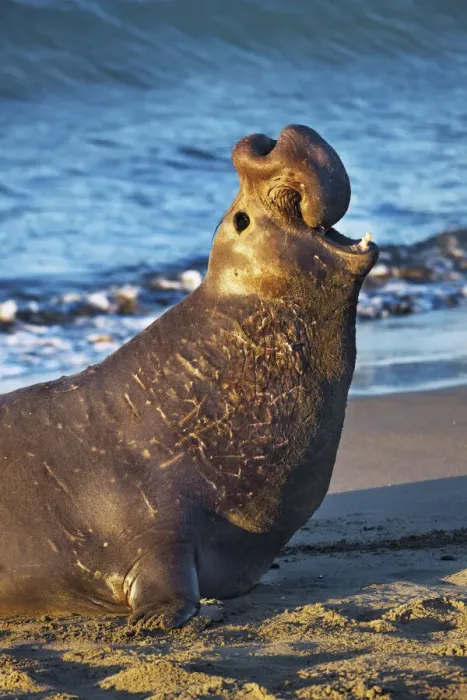 Framed Print : Northern elephant seal bull - USA, California, San Luis Obispo, Cambria, Piedras Blancas Framed Print : Northern elephant seal bull - USA, California, San Luis Obispo, Cambria, Piedras Blancas
