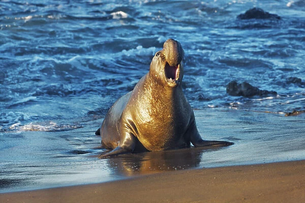 Northern elephant seal bull - USA, California, San Luis Obispo, Cambria, Piedras Blancas
