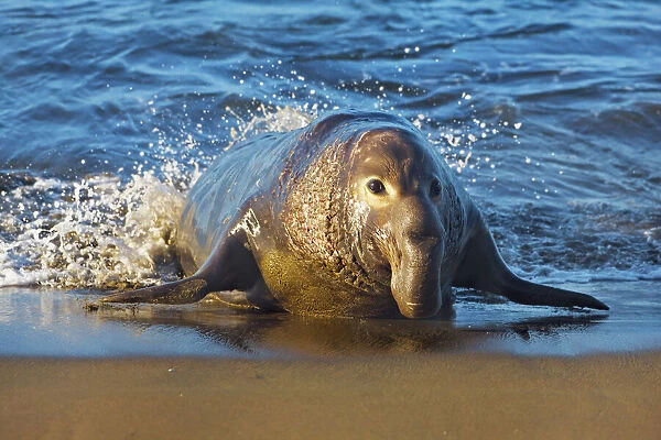 Northern elephant seal bull - USA, California, San Luis Obispo, Cambria, Piedras Blancas
