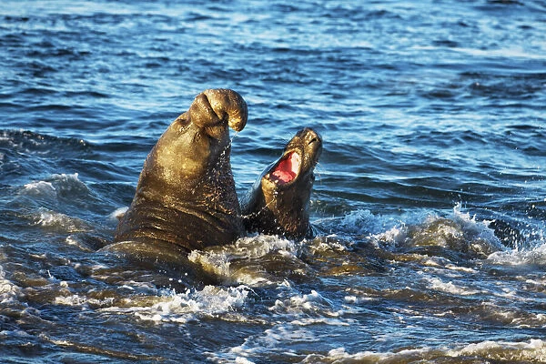 Northern elephant seal fighting bulls - USA, California, San Luis Obispo, Cambria
