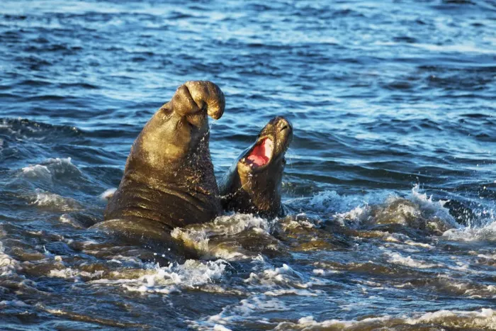 Framed Print : Northern elephant seal fighting bulls - USA, California, San Luis Obispo, Cambria Framed Print : Northern elephant seal fighting bulls - USA, California, San Luis Obispo, Cambria