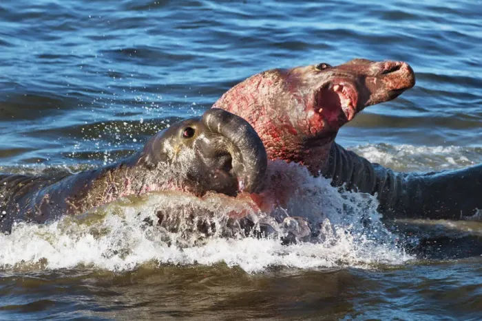 Framed Print : Northern elephant seal fighting bulls - USA, California, San Luis Obispo, Cambria