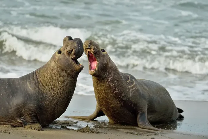 Framed Print : Northern elephant seal (Mirounga angustirostris) Males engaged in breeding territory fight at breeding rookery, San Simeon, Piedras Blancas Rookery, California, USA Framed Print : Northern elephant seal (Mirounga angustirostris) Males engaged in breeding territory fight at breeding rookery, San Simeon, Piedras Blancas Rookery, California, USA