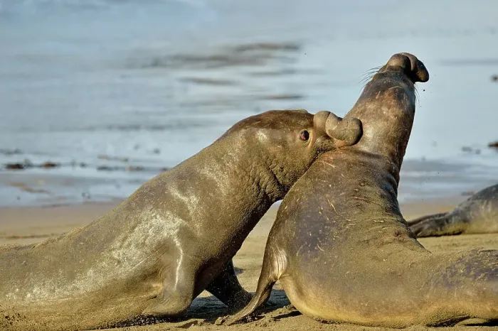 Framed Print : Northern elephant seal (Mirounga angustirostris) Males engaged in breeding territory fight at breeding rookery, San Simeon, Piedras Blancas Rookery, California, USA Framed Print : Northern elephant seal (Mirounga angustirostris) Males engaged in breeding territory fight at breeding rookery, San Simeon, Piedras Blancas Rookery, California, USA