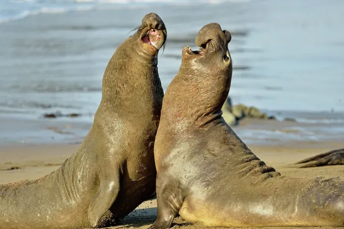 Framed Print : Northern elephant seal (Mirounga angustirostris) Males engaged in breeding territory fight at breeding rookery, San Simeon, Piedras Blancas Rookery, California, USA Framed Print : Northern elephant seal (Mirounga angustirostris) Males engaged in breeding territory fight at breeding rookery, San Simeon, Piedras Blancas Rookery, California, USA