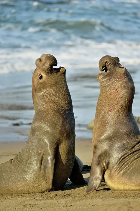 Framed Print : Northern elephant seal (Mirounga angustirostris) Males engaged in breeding territory fight at breeding rookery, San Simeon, Piedras Blancas Rookery, California, USA