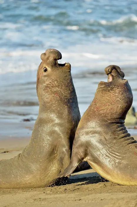 Framed Print : Northern elephant seal (Mirounga angustirostris) Males engaged in breeding territory fight at breeding rookery, San Simeon, Piedras Blancas Rookery, California, USA