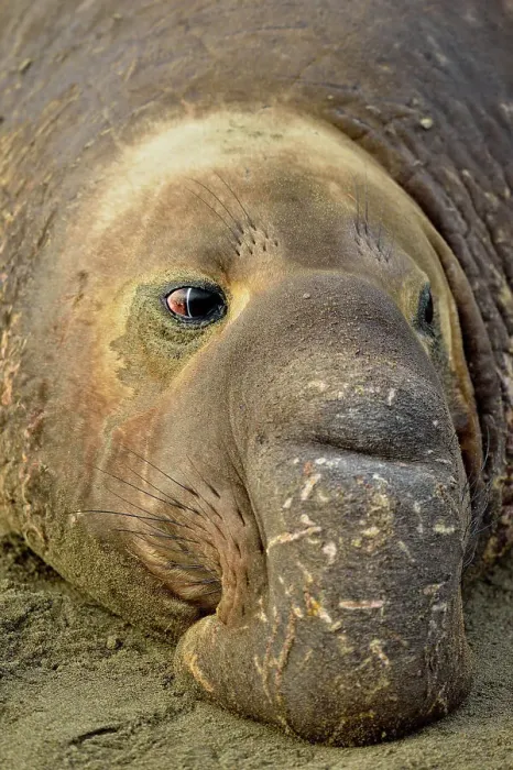 Framed Print : Northern elephant seal (Mirounga angustirostris), San Simeon, Piedras Blancas Rookery, California, USA Framed Print : Northern elephant seal (Mirounga angustirostris), San Simeon, Piedras Blancas Rookery, California, USA