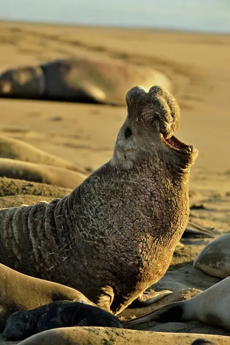 Framed Print : Northern elephant seal (Mirounga angustirostris) Bull / male displaying at breeding colony, San Simeon, Piedras Blancas Rookery, California, USA Framed Print : Northern elephant seal (Mirounga angustirostris) Bull / male displaying at breeding colony, San Simeon, Piedras Blancas Rookery, California, USA
