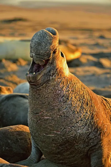 Framed Print : Northern elephant seal (Mirounga angustirostris) Bull / male displaying at breeding colony, San Simeon, Piedras Blancas Rookery, California, USA