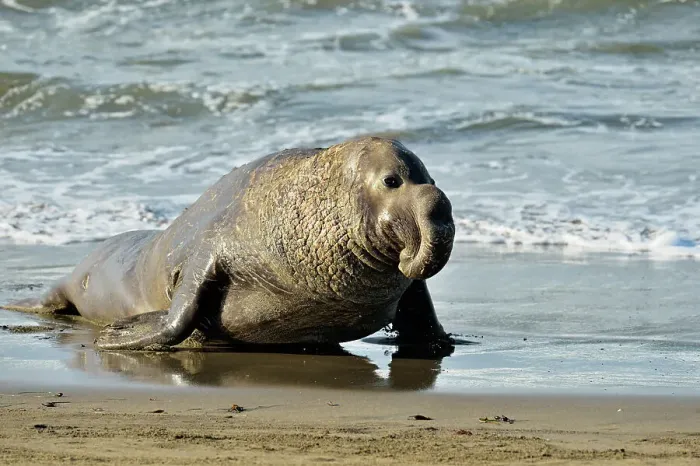 Framed Print : Northern elephant seal (Mirounga angustirostris) Male / bull near surf line on beach, San Simeon, Piedras Blancas Rookery, California, USA Framed Print : Northern elephant seal (Mirounga angustirostris) Male / bull near surf line on beach, San Simeon, Piedras Blancas Rookery, California, USA