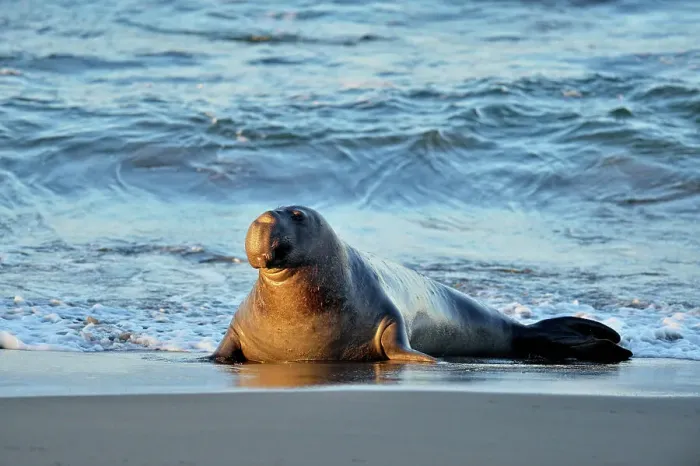 Framed Print : Northern elephant seal (Mirounga angustirostris) Male / bull near surf line on beach, San Simeon, Piedras Blancas Rookery, California, USA Framed Print : Northern elephant seal (Mirounga angustirostris) Male / bull near surf line on beach, San Simeon, Piedras Blancas Rookery, California, USA