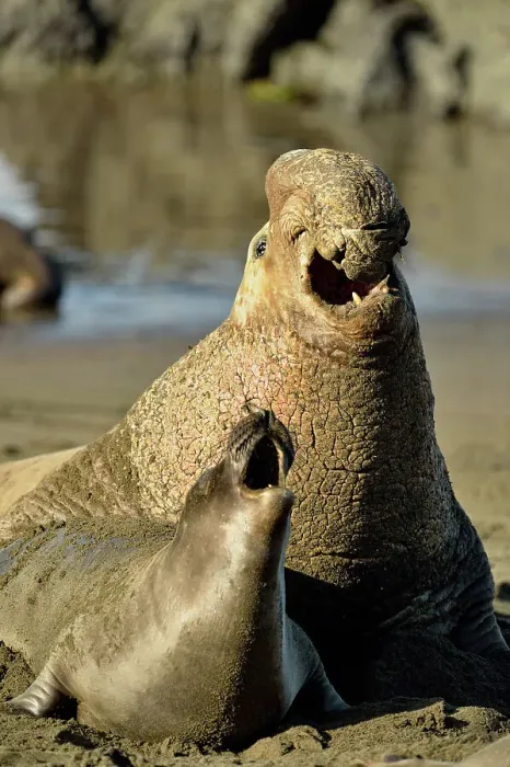 Framed Print : Northern elephant seal (Mirounga angustirostris) Mating on beach in breeding rookery, San Simeon, Piedras Blancas Rookery, California, USA Framed Print : Northern elephant seal (Mirounga angustirostris) Mating on beach in breeding rookery, San Simeon, Piedras Blancas Rookery, California, USA