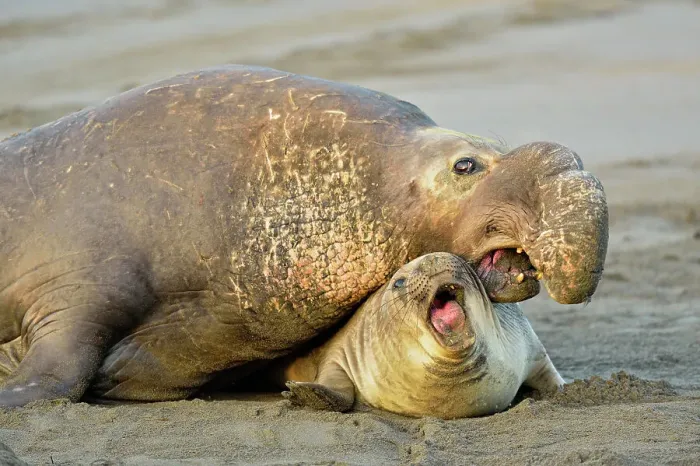 Framed Print : Northern elephant seal (Mirounga angustirostris) Mating on beach in breeding rookery, San Simeon, Piedras Blancas Rookery, California, USA Framed Print : Northern elephant seal (Mirounga angustirostris) Mating on beach in breeding rookery, San Simeon, Piedras Blancas Rookery, California, USA