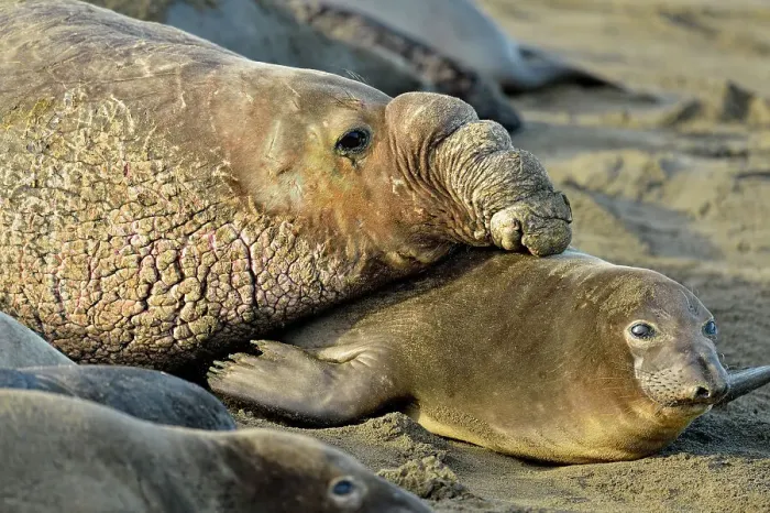 Framed Print : Northern elephant seal (Mirounga angustirostris) Mating on beach in breeding rookery, San Simeon, Piedras Blancas Rookery, California, USA Framed Print : Northern elephant seal (Mirounga angustirostris) Mating on beach in breeding rookery, San Simeon, Piedras Blancas Rookery, California, USA