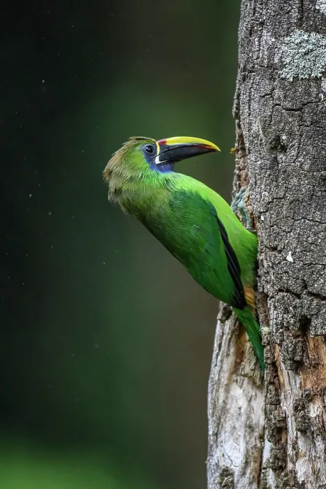 Framed Print : Northern Emerald-Toucanet (Aulacorhynchus prasinus) Framed Print : Northern Emerald-Toucanet (Aulacorhynchus prasinus)