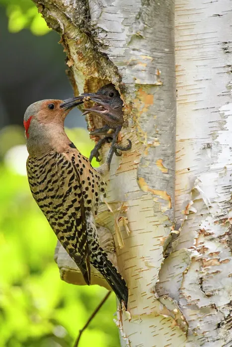 Framed Print : Northern flicker (Colaptes auratus) Adult female feeding young in birch tree nest cavity, Wanup, Ontario, Canada Framed Print : Northern flicker (Colaptes auratus) Adult female feeding young in birch tree nest cavity, Wanup, Ontario, Canada