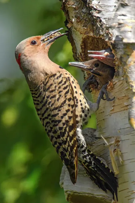 Framed Print : Northern flicker (Colaptes auratus) Adult female feeding young in birch tree nest cavity, Wanup, Ontario, Canada Framed Print : Northern flicker (Colaptes auratus) Adult female feeding young in birch tree nest cavity, Wanup, Ontario, Canada