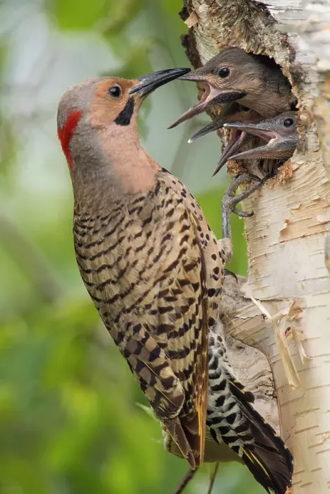 Framed Print : Northern flicker (Colaptes auratus) Adult male feeding young in birch tree nest cavity, Wanup, Ontario, Canada
