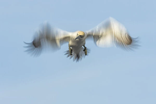 Northern Gannet (Morus bassanus) in flight (slow shutter speed), Great saltee, Co