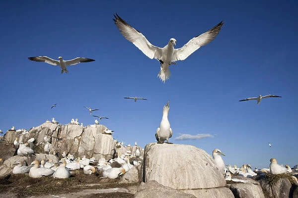 Northern Gannet (Morus bassanus) coming into land in colony, Republic of Ireland