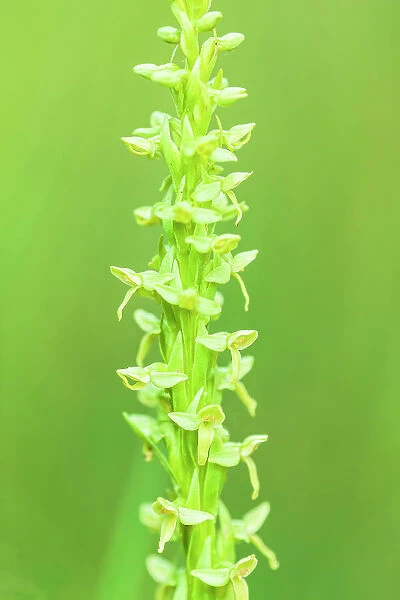 Northern green bog orchid (Platanthera huronensis) Banff National Park Alberta Canada