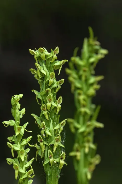Framed Print : Northern green bog orchid (Platanthera huronensis) Banff National Park, Alberta, Canada Framed Print : Northern green bog orchid (Platanthera huronensis) Banff National Park, Alberta, Canada