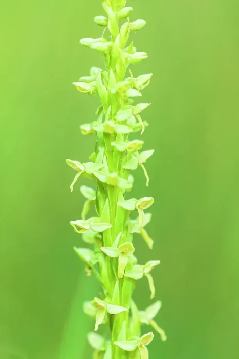 Framed Print : Northern green bog orchid (Platanthera huronensis) Banff National Park Alberta Canada Framed Print : Northern green bog orchid (Platanthera huronensis) Banff National Park Alberta Canada