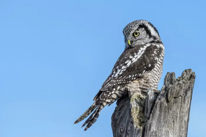 Framed Print : Northern Hawk Owl (Surnia ulula), Schomberg, Ontario, Canada Framed Print : Northern Hawk Owl (Surnia ulula), Schomberg, Ontario, Canada