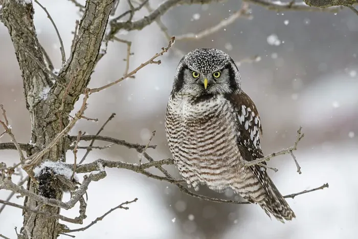 Framed Print : Northern Hawk Owl (Surnia ulula), Schomberg, Ontario, Canada Framed Print : Northern Hawk Owl (Surnia ulula), Schomberg, Ontario, Canada