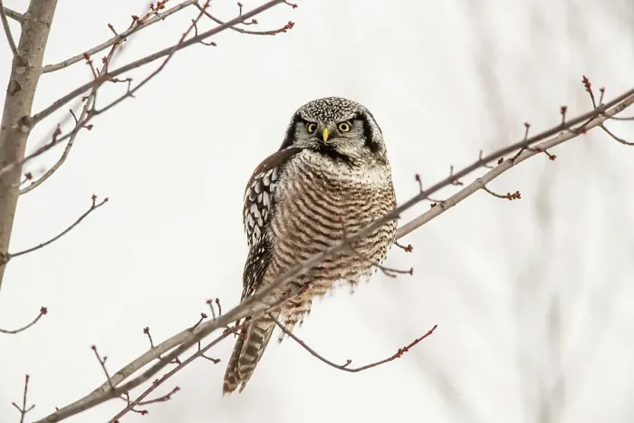 Framed Print : Northern Hawk Owl (Surnia ulula) Individual hunting in winter range, south of home range, Schomberg, Ontario, Canada Framed Print : Northern Hawk Owl (Surnia ulula) Individual hunting in winter range, south of home range, Schomberg, Ontario, Canada