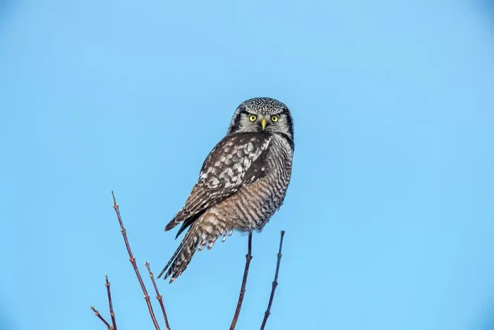 Framed Print : Northern Hawk Owl (Surnia ulula) Individual hunting in winter range, south of home range, Greater Sudbury, Ontario, Canada