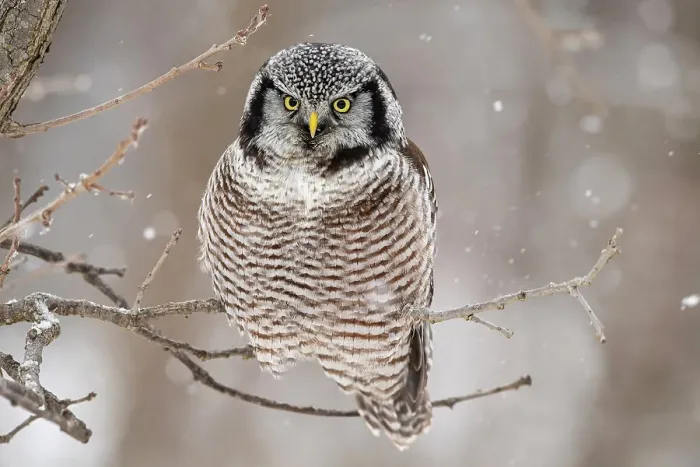 Framed Print : Northern Hawk Owl (Surnia ulula) Individual hunting in winter range, south of home range, Greater Sudbury, Ontario, Canada