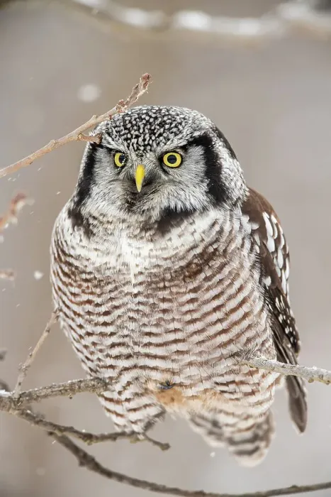 Framed Print : Northern Hawk Owl (Surnia ulula) Individual hunting in winter range, south of home range, Greater Sudbury, Ontario, Canada
