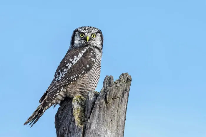Framed Print : Northern Hawk Owl (Surnia ulula), Ontario, Canada Framed Print : Northern Hawk Owl (Surnia ulula), Ontario, Canada