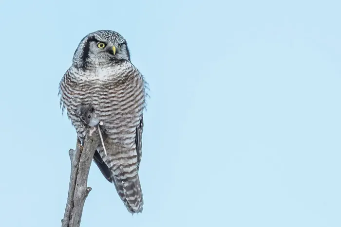 Framed Print : Northern Hawk Owl (Surnia ulula), Ontario, Canada Framed Print : Northern Hawk Owl (Surnia ulula), Ontario, Canada