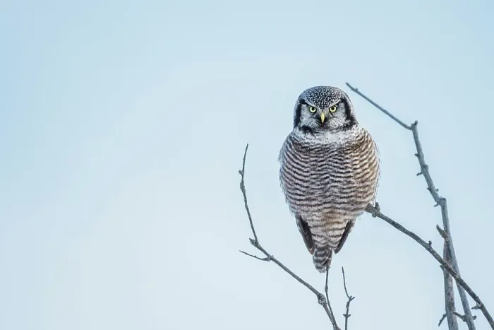 Framed Print : Northern Hawk Owl (Surnia ulula), Ontario, Canada Framed Print : Northern Hawk Owl (Surnia ulula), Ontario, Canada