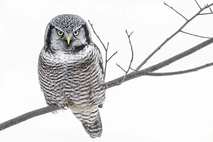Framed Print : Northern Hawk Owl (Surnia ulula), Ontario, Canada Framed Print : Northern Hawk Owl (Surnia ulula), Ontario, Canada