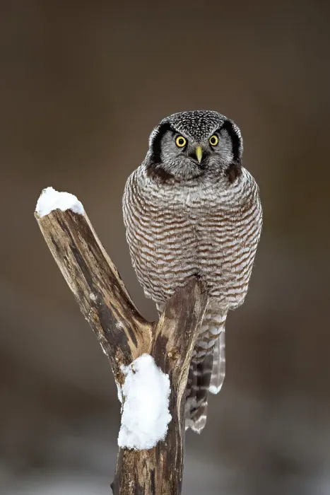 Framed Print : A northern hawk owl on a tree stump in Ontario, Canada
