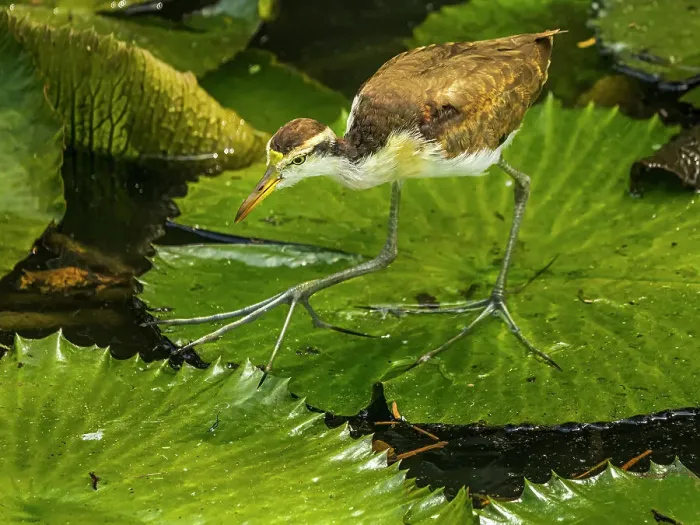 Framed Print : Northern Jacana (Jacana spinosa) juvenile, Turrialba, Cartago, Costa Rica Framed Print : Northern Jacana (Jacana spinosa) juvenile, Turrialba, Cartago, Costa Rica