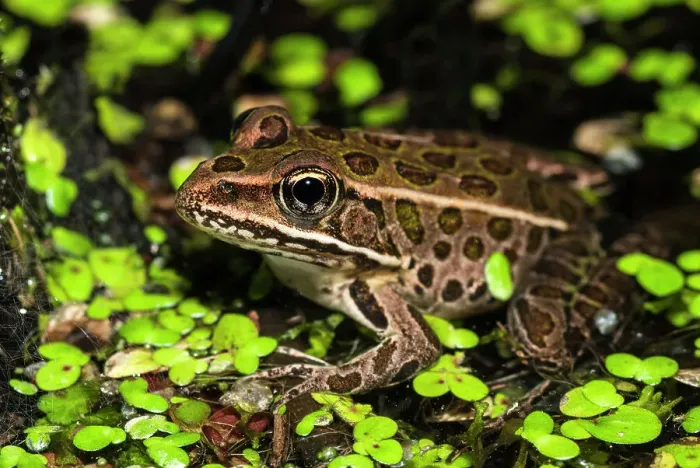 Framed Print : Northern Leopard Frog (Lithobates pipiens), formely Rana pipiens, Thornton, Ontario, Canada Framed Print : Northern Leopard Frog (Lithobates pipiens), formely Rana pipiens, Thornton, Ontario, Canada