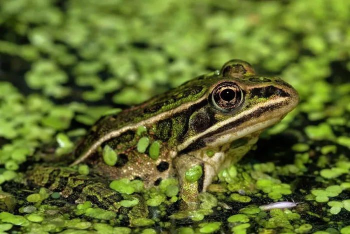 Framed Print : Northern Leopard Frog (Lithobates pipiens), formely Rana pipiens, Thornton, Ontario, Canada Framed Print : Northern Leopard Frog (Lithobates pipiens), formely Rana pipiens, Thornton, Ontario, Canada