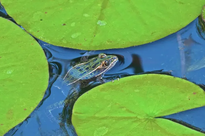 Framed Print : Northern leopard frog (Lithobates pipiens) on lily pad in garden pond. Brandon, Manitoba, Canada Framed Print : Northern leopard frog (Lithobates pipiens) on lily pad in garden pond. Brandon, Manitoba, Canada