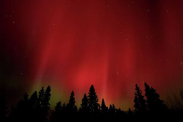 Northern lights or aurora Birds Hill Provincial Park, Manitoba, Canada