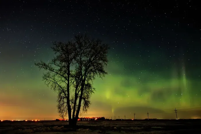 Framed Print : Northern lights (Aurora borealis) and plains cottonwood Dugald, Manitoba, Canada Framed Print : Northern lights (Aurora borealis) and plains cottonwood Dugald, Manitoba, Canada