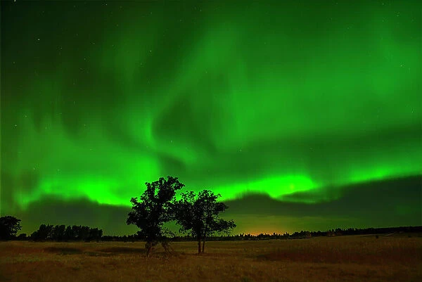 Northern lights dancing over prairie Birds Hill Provincial Park, Manitoba, Canada