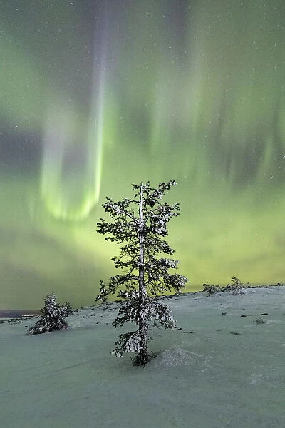 Northern lights and starry sky on the snowy landscape and the frozen trees Levi Sirkka
