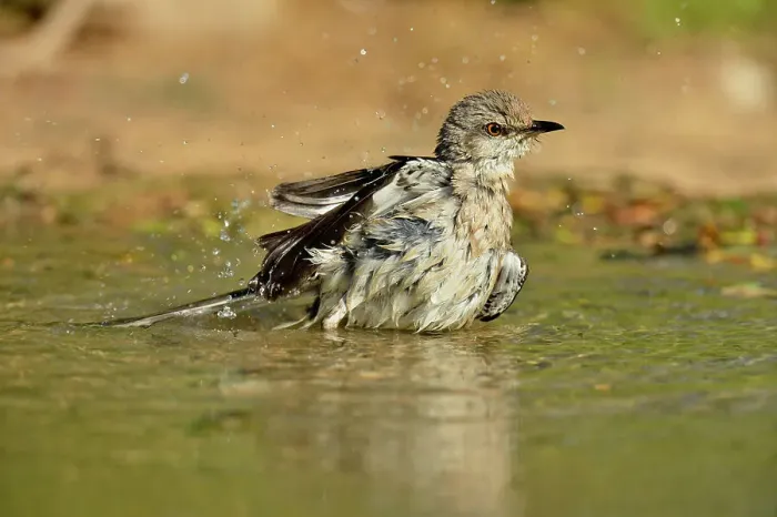 Framed Print : Northern Mockingbird (Mimus polyglottos) wading and bathing, Rio Grande City, Texas, USA Framed Print : Northern Mockingbird (Mimus polyglottos) wading and bathing, Rio Grande City, Texas, USA